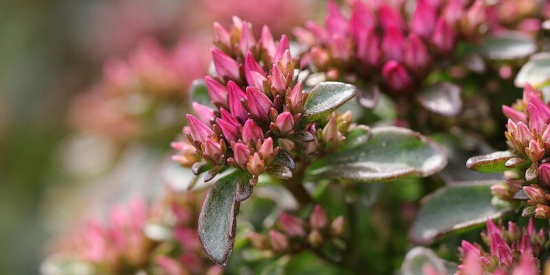 Close-up of pink flower buds with green leaves in focus.