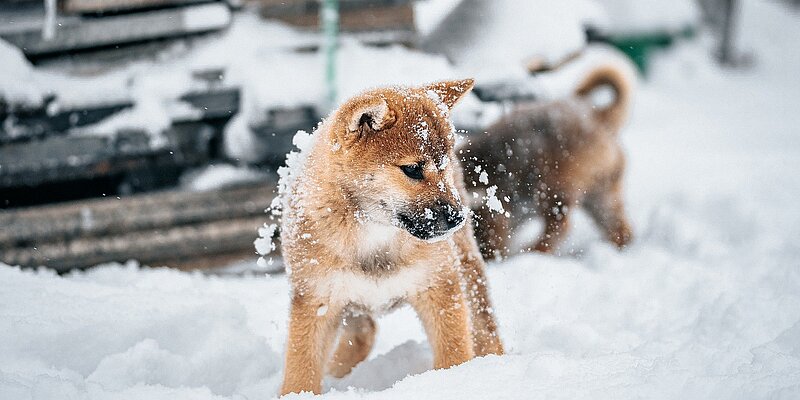 A puppy playing in the snow, covered in snowflakes, in a winter setting.