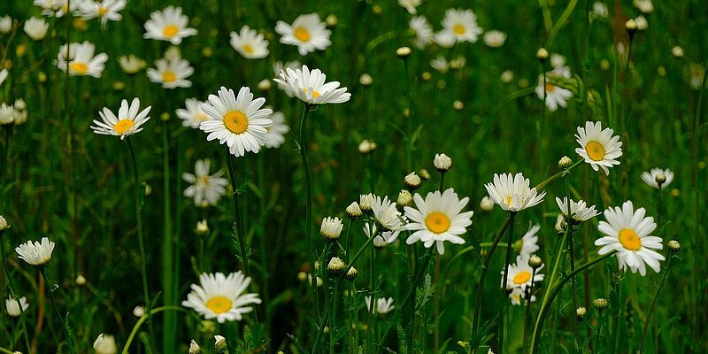 A field of white daisies with yellow centers against a green background.