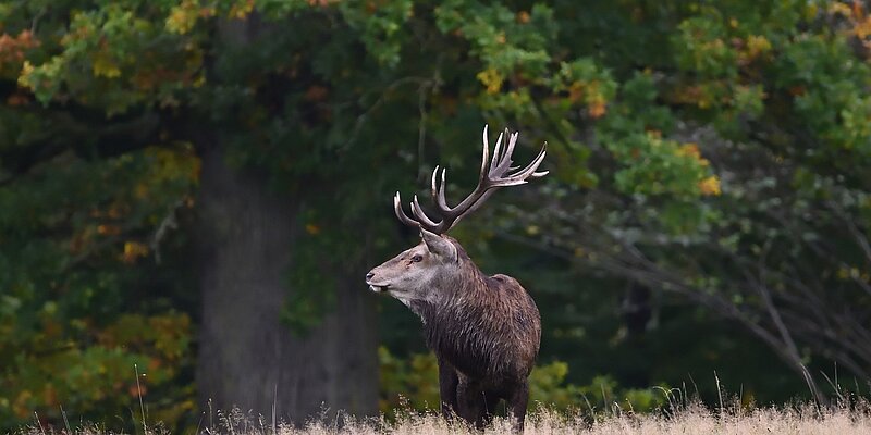 A stag with large antlers stands in a grassy field with trees in the background.
