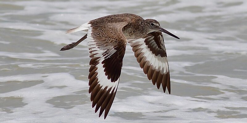 A bird with brown and white wings flies above water.