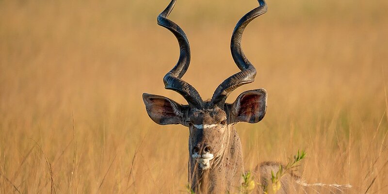 A kudu with large, spiral horns is in tall grass, facing the camera.