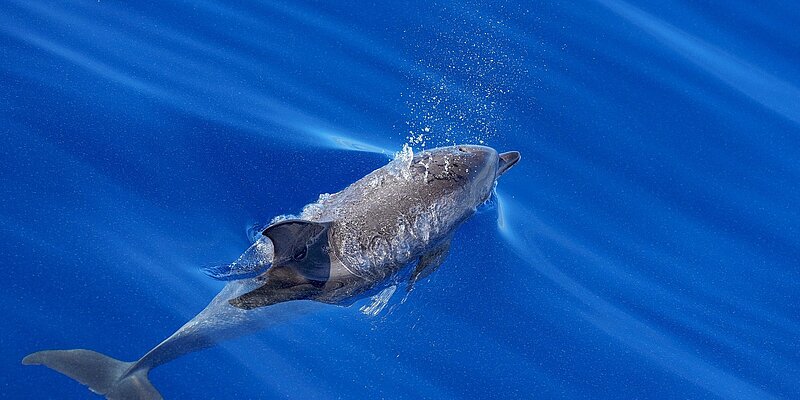 A dolphin swimming through clear blue water, creating splashes and ripples.