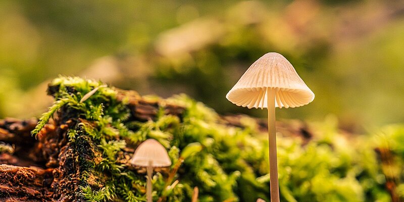 Two mushrooms growing on mossy ground with blurred background.