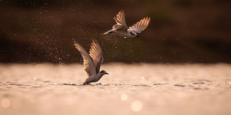 Two birds flying low over the water, with water droplets around them, in a warm, golden light.