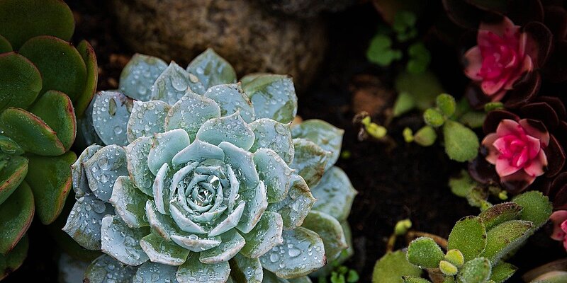 A variety of succulents with water droplets, including a blue echeveria in the center and others surrounding it.
